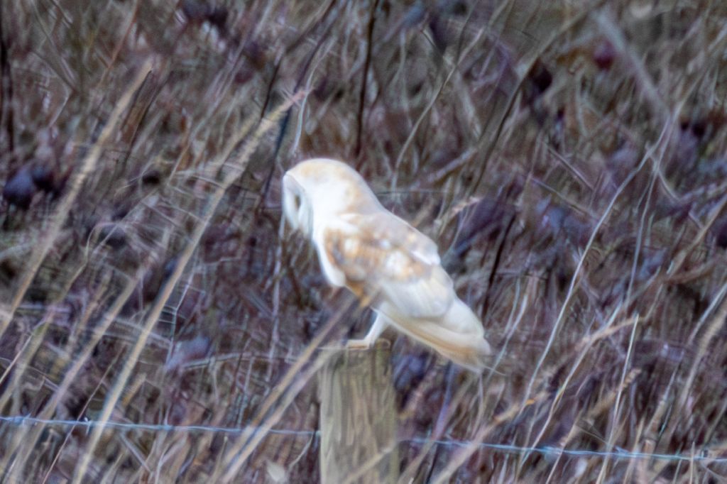 Western Barn Owl (Tyto alba) On fence